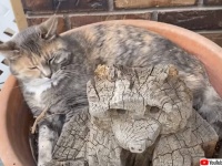 1体だけかと思いきや！どんどん猫が生える植木鉢