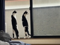 「平成に猫背置いてきたんか？」「猫の恩返しの立ち方」　あまりにも真っ直ぐな猫兄弟に4.3万人にっこり