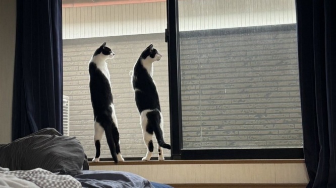 「平成に猫背置いてきたんか？」「猫の恩返しの立ち方」　あまりにも真っ直ぐな猫兄弟に4.3万人にっこり