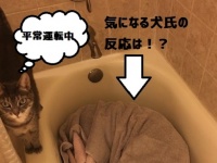 あっ！雷が鳴った！！あまりにも対照的な猫と犬の反応