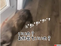 自分無理っす。最速で出ていき最速で戻ってきたフレンチブルドッグ。その理由とは？
