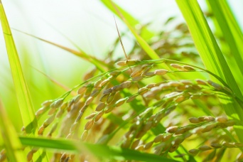 株式会社ナカヤマ　ハッピーナチュラルのプレスリリース画像