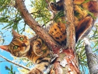 「早く助けに来てぇ！」高い木の上の猫ズ、雨や風や嵐の中ひたすら助けを待つ