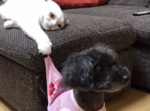 飼い主さんの元へ行こうとする犬を後ろから片手で引き止める猫の様子が面白い