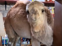 ラクダを飼っていて台所ドアの鍵をかけ忘れるとどうなるのか？うきょ～ん