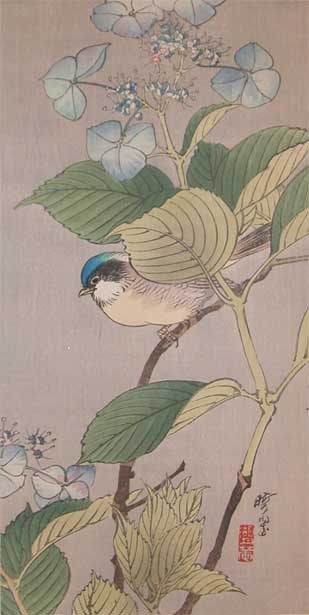 p90-gyosui-tit-and-hydrangea-9132
