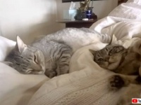 「このニンゲン、信用できるニャ？」6か月かけて野良猫姉妹の信頼を勝ち得た女性