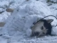 寒冷地仕様やけん、ここから動かんからな～！ハスキーのサカリさん、雪のある道で寝そべってごろんごろん