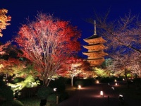 いよいよ紅葉シーズン到来！　「そうだ 京都、行こう。」京都の美しさを味わう特別イベント開催