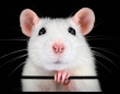 マウスは人間の赤ちゃんと同じように思考し、戦略的に行動していることが判明
