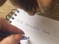 本能がうずきやがるぜ！猫、紙に描いた蜘蛛に素早く反応