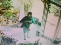 花屋の看板猫が連れ去られる。現場映像が拡散され、猫は謝罪の手紙とともに飼い主に返される（アメリカ）