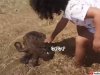 タコだって撫でられたい？波打ち際までやってきて少女に体をなでてもらう