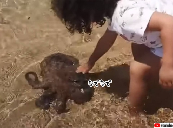 タコだって撫でられたい？波打ち際までやってきて少女に体をなでてもらう