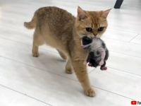 母を失った赤ちゃん猫に出産直後の猫を引き合わせてみたところ、我が子同然にお世話をするように