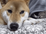 気づかれない様ちょっかいを出し続ける子猫への柴犬の対応に心癒される。