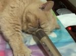 ウチの猫のいびきにマイクを近づけたらこうなった…