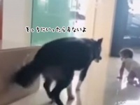 赤ちゃんが階段から落ちないよう、見守りつつガードをするやさしい犬