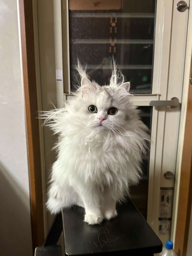 毛づくろいが下手すぎて...（ネコランド(＠NEKOLAND13)さん）