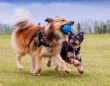 足が麻痺して走れない仲間のため、目の前にボールを運んで楽しませようとするやさしい犬