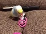 ペンギンのおもちゃと戦うインコ。自滅してしまう姿がカワイイ！