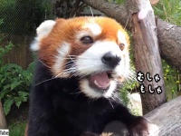 ただただカワイイ！レッドパンダがひたすら食べている動画は癒し効果絶大かも