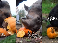 大型動物たちがカボチャを粉砕してパクつく、動物園のハッピーハロウィン