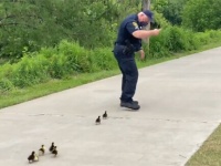 警察介入事案。迷子になったカモのヒナをお母さんのところに誘導（アメリカ）