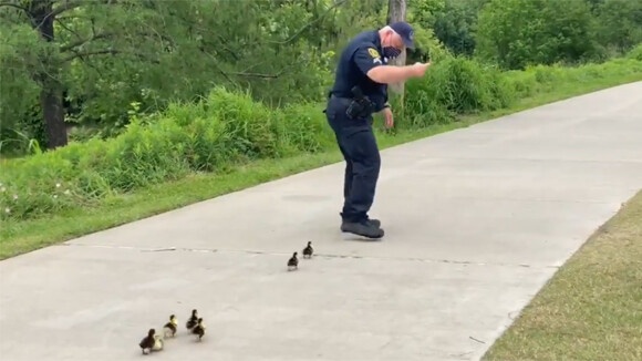 警察介入事案。迷子になったカモのヒナをお母さんのところに誘導（アメリカ）