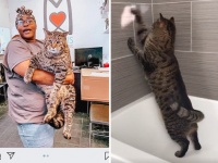 メインクーンでもヤマネコでもないのになぜか巨大な保護猫、ビージェイの飼い主がついに決定！（アメリカ）続報