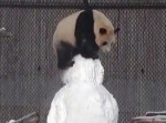 癒されたい方、パンダが雪だるまで遊ぶ様子をご覧ください…