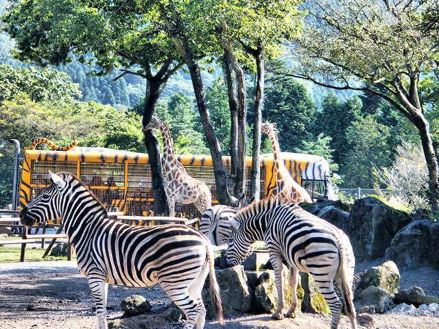 動物をコントロールするのは無理（画像は富士サファリパーク, Emran Kassimさん撮影, Flickrより）