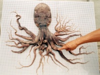 かつて96本の腕を持つタコが日本で捕獲されていた。志摩マリンランドで展示中