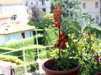 食費の節約に！　お手軽「ベランダ菜園」のススメ