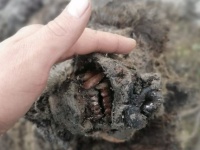 3万年前のホラアナグマのミイラが永久凍土から完璧な状態で発見される（ロシア）