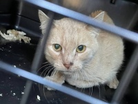 ゴミ山で弱り果ておびえていた野良猫を保護。本当は愛情を欲していた