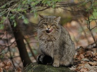 スイスのヤマネコ、セクシーすぎて絶滅の危機。イエネコのメスがメロメロになり交配が進む（スイス研究）
