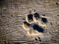 動物病院の歩道に犬たちの足跡をプリントするアイデア、大喜びで歩き回る犬たち