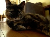 フランスで初めてコロナに感染した猫が無事回復