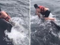 リアル・クジラに乗った青年。ロープが巻き付いて苦しむ大型のザトウクジラを救った漁師に賞賛の声