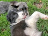 ボーダーコリーと保護狐は親友同士！初めてキツネと出会った子犬の反応は？