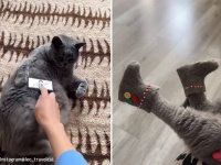 猫の抜け毛のリサイクル。かわいいブーツに大変身