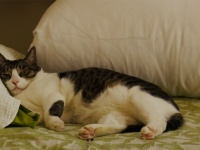 枕を占領する猫（写真／江波旬）