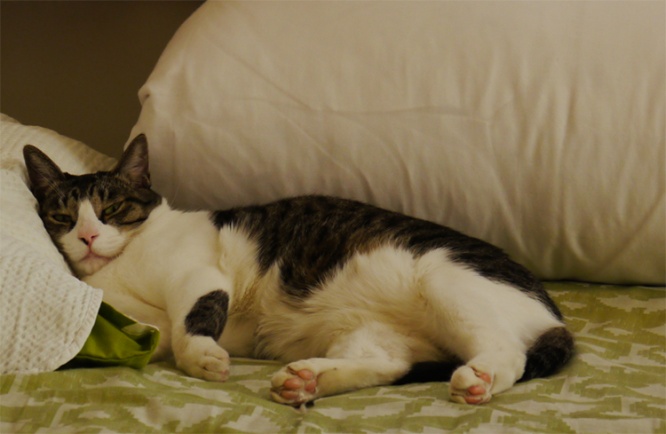 枕を占領する猫（写真／江波旬）