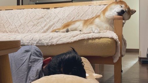 「さすが、柴」「愛を感じる」　柴犬と飼い主の〝上下関係〟わかる写真に2.4万人破顔