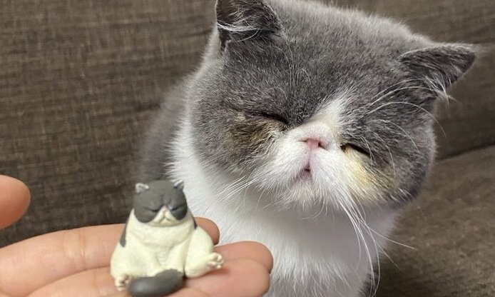 あら、これは私かしら～？　自分そっくりの「ガチャフィギュア」に首をかしげる癒し系ニャンコ