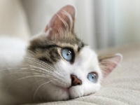猫の幸せはどこに……（shutterstock.com）