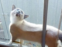 「猫、そこにしろしめす。世はすべてこともなし」猫と暮らすってのはこういうことだと教えてくれる写真集