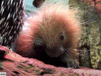 ふわふわじゃないか！生まれたばかりのヤマアラシの赤ちゃん