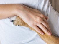 火事で全身にひどいやけどを負った犬、奇跡的な回復を遂げセラピー犬へ（アメリカ）